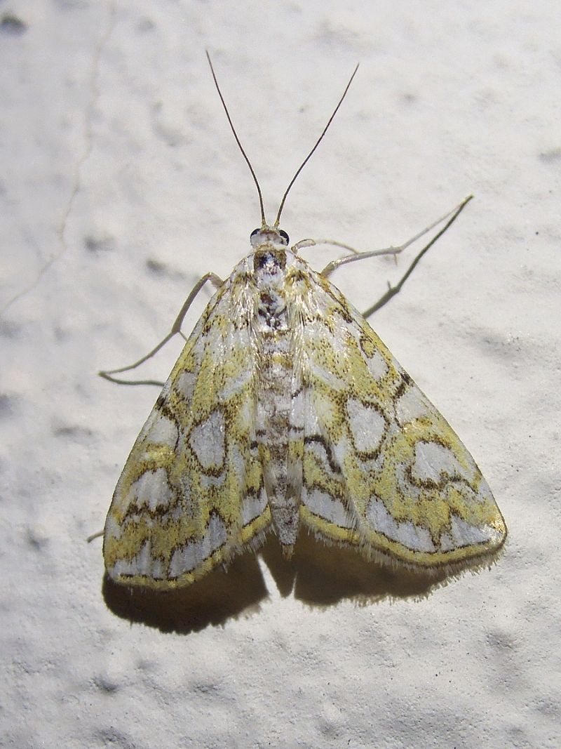 Elophila nymphaeata (Crambidae)